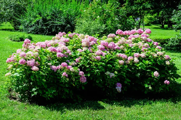 Magenta Różowy Hortensja Makrofilia Lub Hortensja Krzew Pełnym Rozkwicie Doniczce — Zdjęcie stockowe