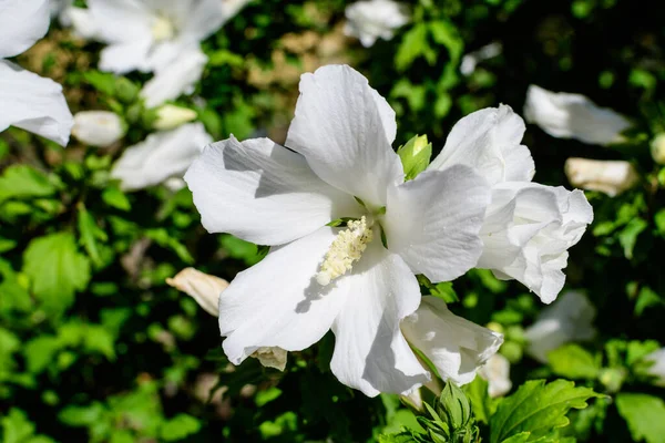 Una Flor Blanca Hibisco Syriacus Planta Comúnmente Conocida Como Rosa —  Fotos de Stock