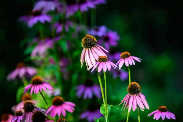 Jemné Růžové Květy Echinacea Měkkém Zaostření Zahradě Slunečném Letním Dni — Stock fotografie