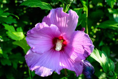 Cornus kousa ağacının pembe narin çiçeği, genel olarak ousa, kousa, Çin, Kore ve Japon odun ağacı olarak bilinir, ve güneşli bir bahar gününde bahçedeki yeşil yapraklar, güzel bir açık hava çiçek arkaplanı.