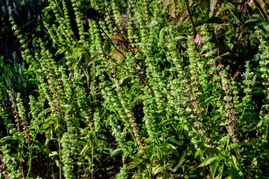 Close up of many small fresh green basil leaves and flowers in a sunny autumn organic garden, healthy vegan herbs photographed with soft focus