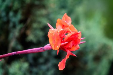 Canna indica 'nın kırmızı çiçekleri, genellikle kızılderili iğnesi olarak bilinir, Afrika armut kökü, yenilebilir kanat, mor ok kökü veya Sierra Leone ok kökü, yumuşak odak noktasında, güneşli bir yaz gününde, bir bahçede