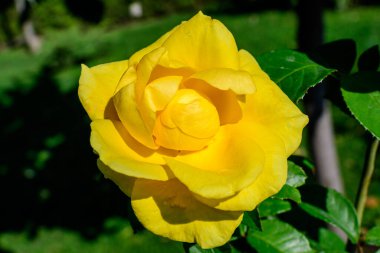 Bir yaz bahçesinde çiçek açmış, büyük ve narin bir sarı gülü yakın çekim, doğrudan güneş ışığı, arka planda bulanık yeşil yapraklar