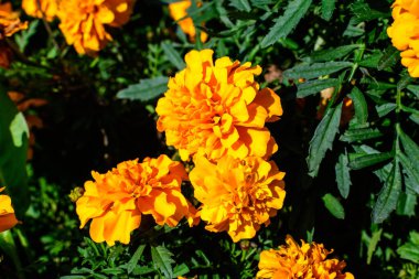 Büyük bir turuncu taçkafalar grubu ya da güneşli bir yaz bahçesindeki bahçedeki Afrika kadife çiçekleri. Yumuşak odaklı desenli çiçek arkaplanı.