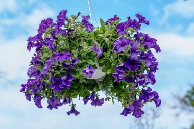 Petunia axillaris 'in geniş mor çiçekleri, güneşli bir bahar gününde bahçenin arka planında bulanık bir kapta.