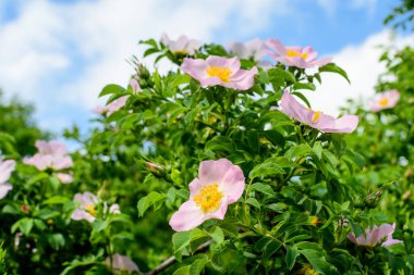Narin açık pembe ve beyaz Rosa Canina çiçekleri bahar bahçesinde, doğrudan güneş ışığında, bulanık yeşil yapraklarla, güzel açık hava çiçekleri ve yumuşak odak ile fotoğraflanmış.