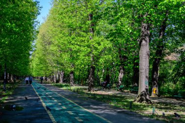 Bükreş, Romanya - 5 Mayıs 2021: Güneşli bir bahar gününde ana ara sokak ve Kral I. Michael Parkı 'nda (Herastrau) çok sayıda büyük yeşil ağaç bulunan manzara