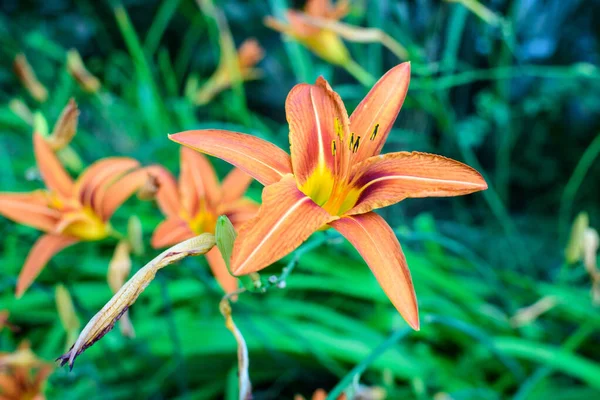 晴れた夏の日に英国のコテージスタイルの庭でリリウムやユリの植物の多くの小さな鮮やかなオレンジ色の花 柔らかい焦点で撮影された美しい屋外の花の背景 — ストック写真