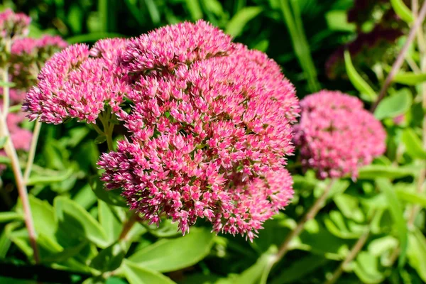在一个阳光明媚的秋天花园的花园里 许多色泽艳丽的粉红色花朵 石榴花和绿叶 带着柔和的色彩拍成的花纹背景 — 图库照片