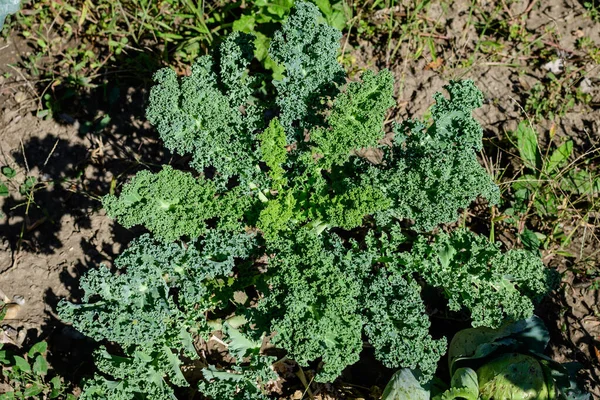 Large Group Fresh Organic Green Leaves Green Curly Kale Leaf — 图库照片