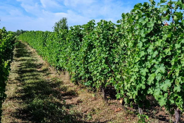 Row with large plants with many ripe organic grapes and green leaves in vineyard in a sunny autumn day