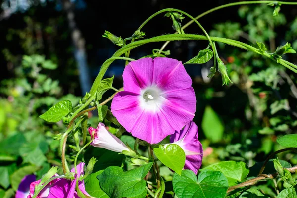 One Delicate Vivid Pink Flower Morning Glory Plant Garden Sunny — Stock Photo, Image