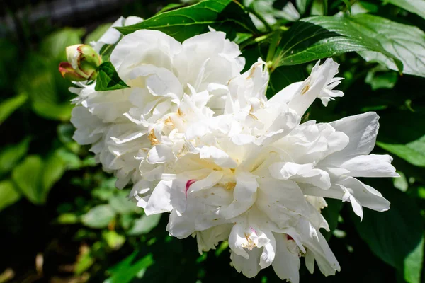 Bush One Large Delicate White Peony Flower Direct Sunlight Garden —  Fotos de Stock