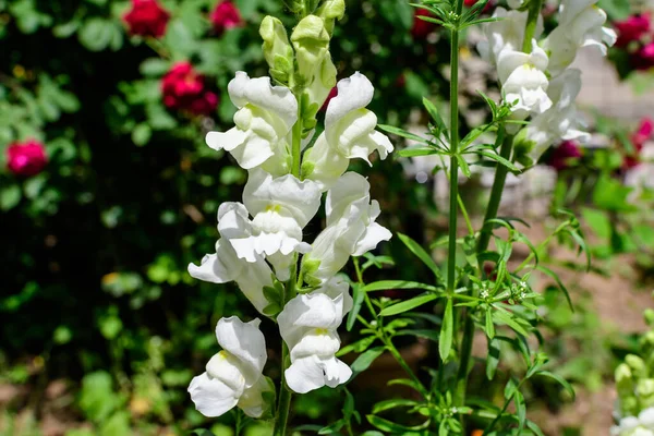 Nombreuses Fleurs Dragon Blanc Des Snapdragons Antirrhinum Dans Jardin Printanier — Photo