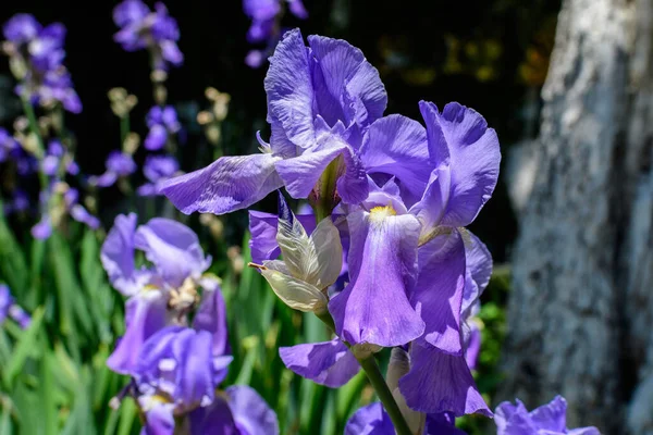 在一个阳光明媚的春天花园里 两朵绿色的蓝色虹膜花紧贴在一起 美丽的户外花卉背景映衬着柔和的焦点 — 图库照片