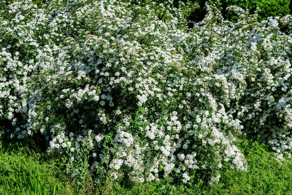 Grande Branche Avec Délicates Fleurs Blanches Spiraea Nipponica Arbuste Buisson — Photo