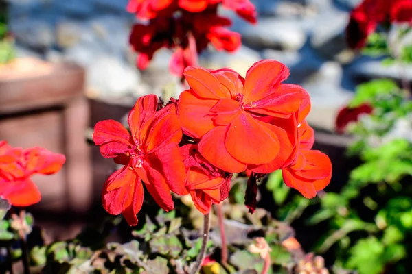 Kis Élénk Piros Pelargonium Virágok Ismert Muskátlik Pelargoniumok Vagy Gólyalevelek — Stock Fotó