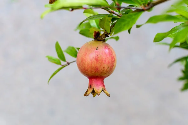 Uma Pequena Fruta Romã Crua Folhas Verdes Uma Grande Árvore — Fotografia de Stock