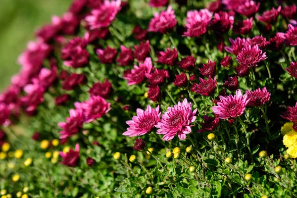 Molti Vividi Fiori Rosa Chrysanthemum Morifolium Giardino Una Giornata Autunnale — Foto Stock