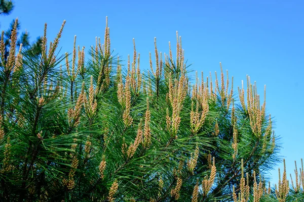 Крупним Планом Ніжне Маленьке Зелене Листя Соснового Хвойного Дерева Сонячному — стокове фото