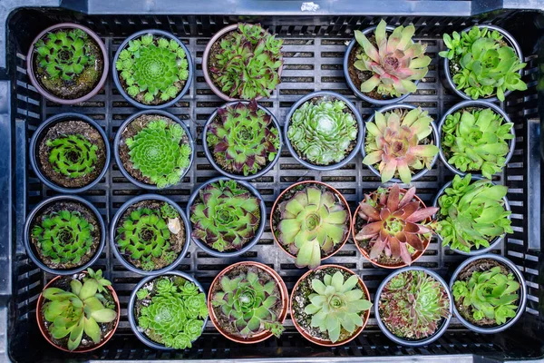 Petites Plantes Succulentes Vertes Rouges Mélangées Avec Des Feuilles Fraîches — Photo