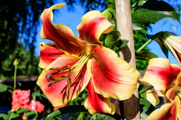 One large red and yellow flower of Lilium or Lily plant in a British cottage style garden in a sunny summer day, beautiful outdoor floral background photographed with soft focus