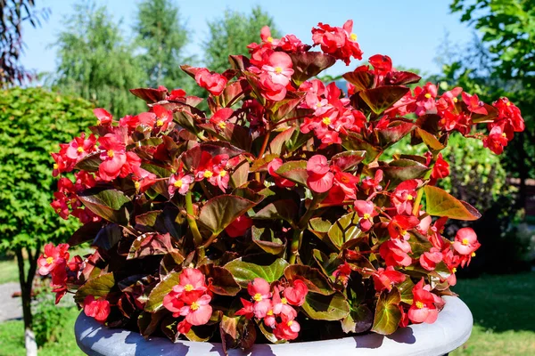 Vista Superior Muitas Flores Begônia Vermelha Com Folhas Verdes Frescas Fotografia De Stock