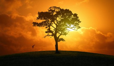 Parkta güzel bir gün batımı