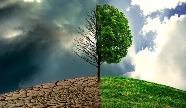 Ormandaki yeşil ağaç