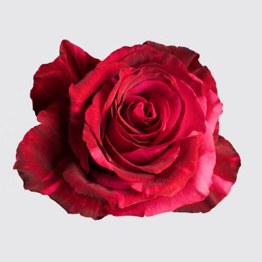 Beyaz arka planda izole edilmiş koyu kırmızı bir gül. Yakın plan..