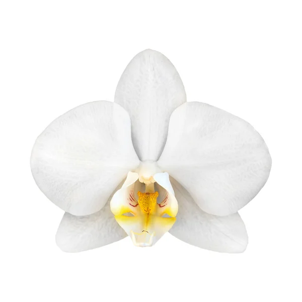 White Flower Phalaenopsis Orchid Isolated White Background Close Top View — Stock Photo, Image