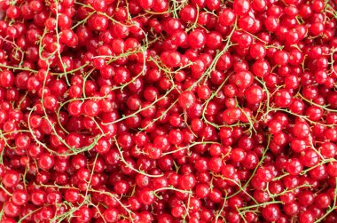 Frenk üzümünün arka planı. Olgun, sulu, lezzetli kuşüzümü yakından. Böğürtlen. Üst görünüm.
