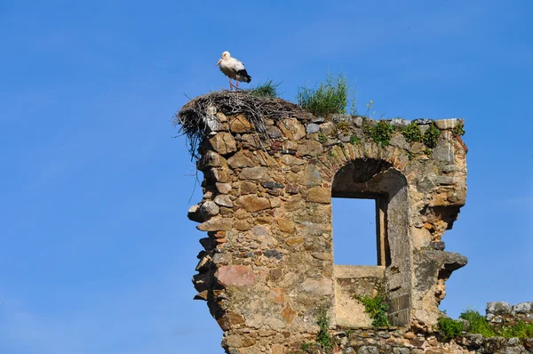 Storch im Nest — Stockfoto