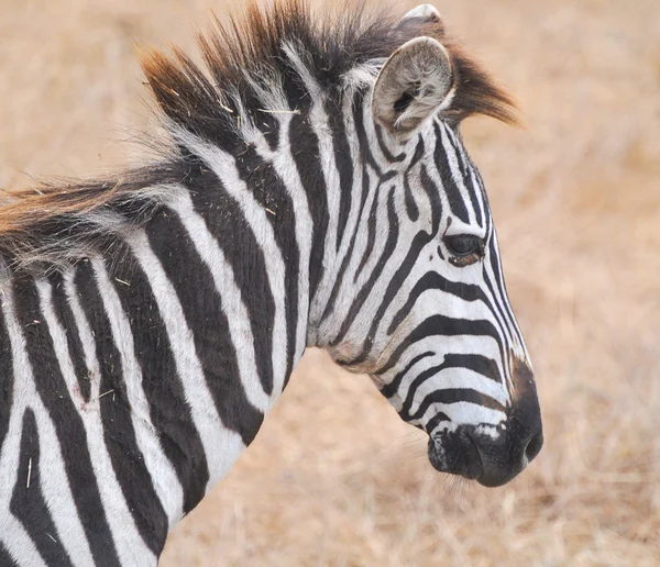 Zebra — Stockfoto