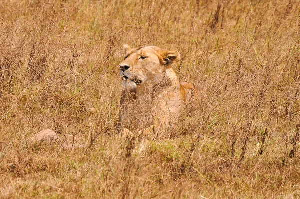 Lioness — Stock Photo, Image