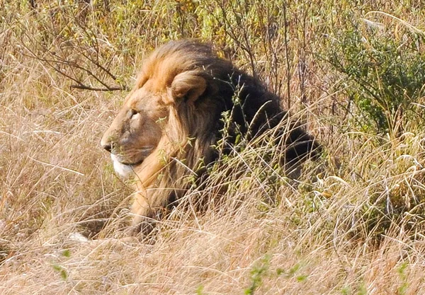 Löwe — Stockfoto