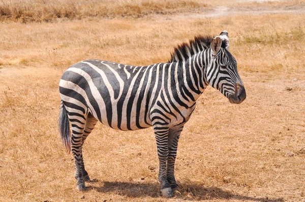 Zebra — Stockfoto