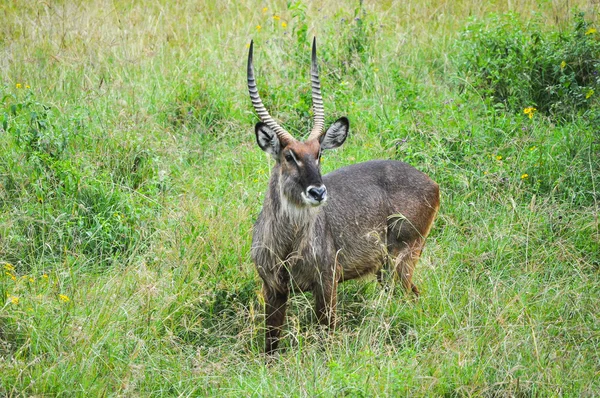 Antilope — Stockfoto