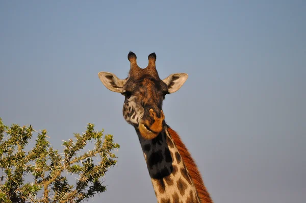 Giraffe — Stockfoto