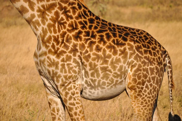 Giraffa — Foto Stock