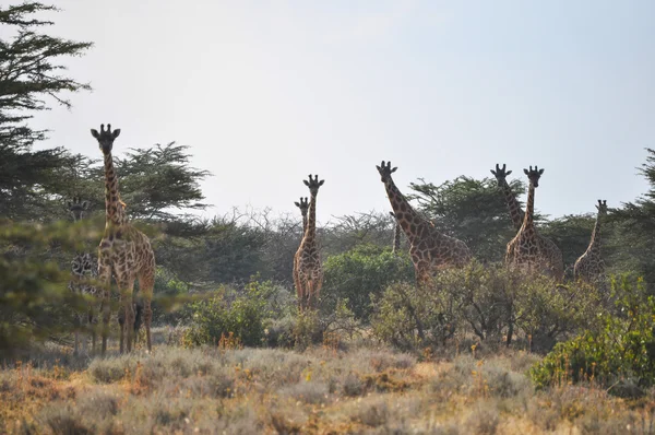 Giraffen — Stockfoto