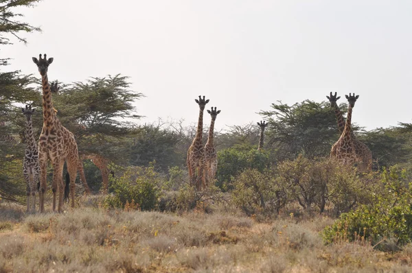 Giraffen — Stockfoto