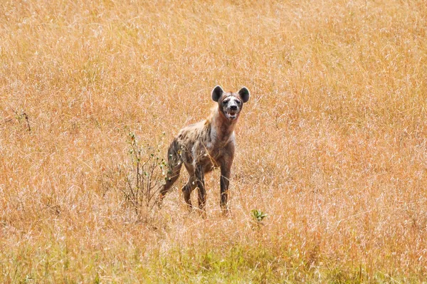 Hyäne blieb liegen — Stockfoto