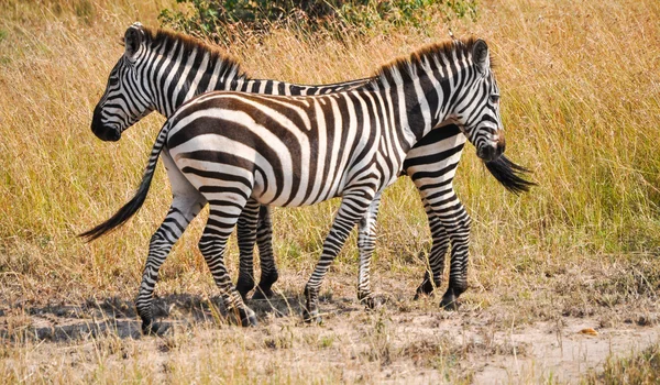Zebras — Fotografie, imagine de stoc