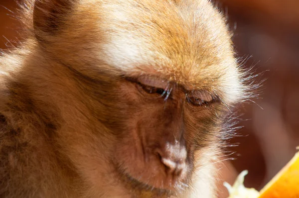 Macaque barbare — Photo