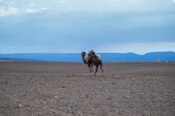 Cammello nel deserto — Foto Stock