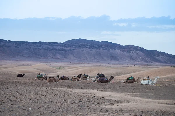 Cammelli nel deserto — Foto Stock