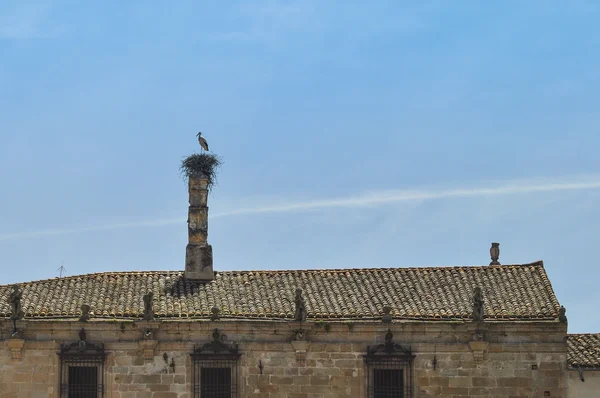 Stork on the Roof — Stock Photo, Image