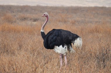 devekuşu