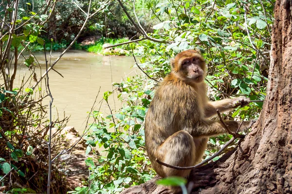 Macaco barbaro — Foto Stock